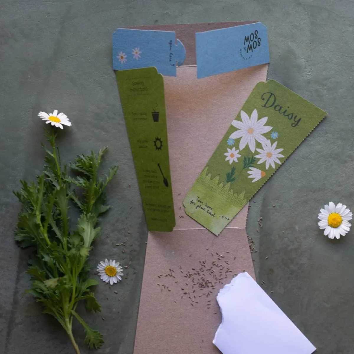 Sow 'n Sow Gift of Seeds Daisy 1 Pack